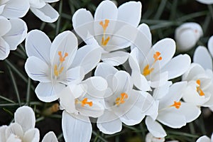 Crocus vernus Jeanne dArc, white flowers with light purple veins photo